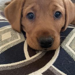 Labrador Retriever Puppies from TNT Elite Labradors