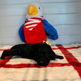 Netherlands - Black female Goldendoodle puppy in Houston, Texas from Were The Mack'Doodles