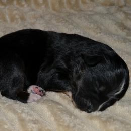 Girl 4 - female Australian Shepherd puppy in Marshall, Texas from Flying S Aussies
