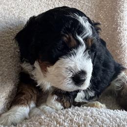 Millie - Tri-color female Bernedoodle puppy in Auburndale, Florida from Florida Mini Bernedoodles