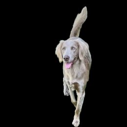 Long Haired Weimaraners from Heavenly Longhaired Weimaraner’s