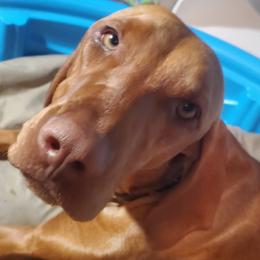 Xena - Vizsla