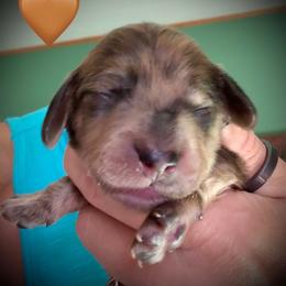 Bryxx Inferneaux - Brindle male Dachshund puppy in Cadillac, Michigan from Winzig Ranch