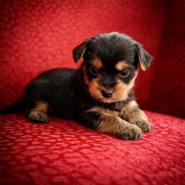 Juno - Black and tan male Yorkshire Terrier puppy in Iron Mountain, Michigan from Celestial Family Terriers (Yooper Yorkies)