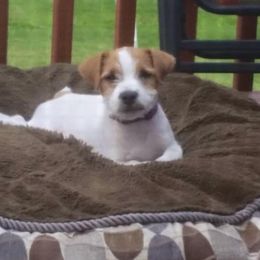 Jack Russell Terrier Puppies from Rock Chalk Terriers