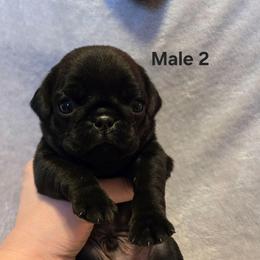 Black Male 2 - Black male Pug puppy in Hannibal, New York from Perfectly Picked Pugs