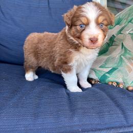 Daisy - Red tri-color female Australian Shepherd puppy in Landenberg, Pennsylvania from Aussie4Life