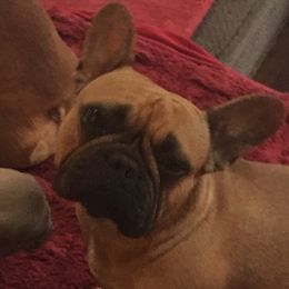 Sienna - French Bulldog