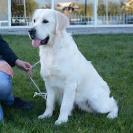 Golden Retriever All Grown Up from Golden Sensation Kennel