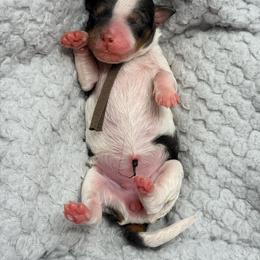 Brown - Tri-color female Bernedoodle puppy in Charleston, South Carolina from Palm Belle Doodles