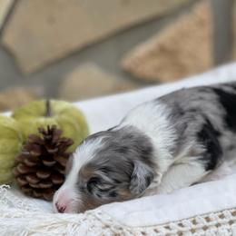 Aussiedoodle Puppies from H5 Mini Doodles