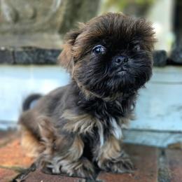 Gunner - Brindle male Shih Tzu puppy in Smithville, Georgia from The Luckie Puppy