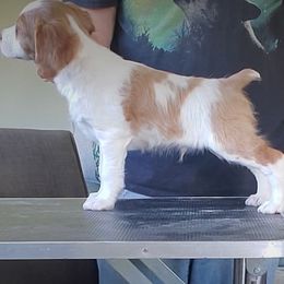Brittany Puppies from Tommie Dahl