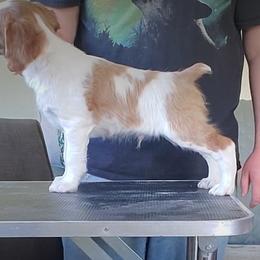 Brittany Puppies from Tommie Dahl