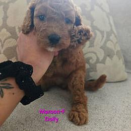Maroon Collar - Red and white female Cockapoo puppy in Paducah, Kentucky from Cockapoos -N- Poodles of Western Kentucky