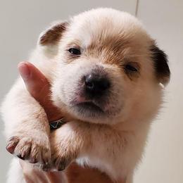 Red ear mottled - Red mottled male Australian Cattle Dog puppy in Lenoir, North Carolina from Blue Coyote Ranch