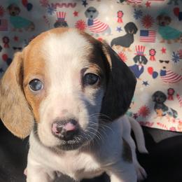 Dachshund Puppies from Vibrant Eyes Doxies