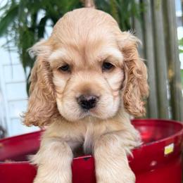 Cocker Spaniel Puppies from A&J Kennel