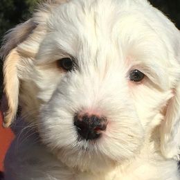 Australian Labradoodles from Agape Labradoodles