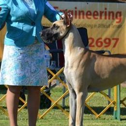 Great Danes from Robin's Great Danes