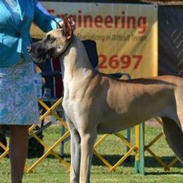 Great Danes from Robin's Great Danes