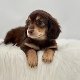 Matilda - Chocolate and tan female Dachshund puppy in Litchfield, Illinois from Charmm Dachshunds