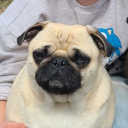 Daisy - Pug