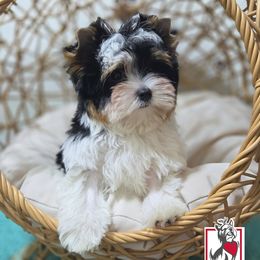 Biewer Terrier and Yorkshire Terrier Puppies from Corazon de gigante