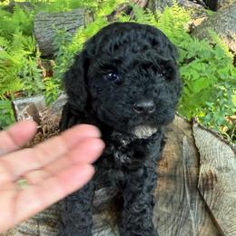 Washington - Black male Goldendoodle puppy in Cherry Tree, Pennsylvania from Plum Creek Acres Next Generation