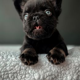 French Bulldog Puppies from Whatabulldog