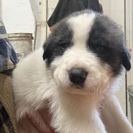 Boy 2 - Brindle male Mastiff puppy in Port Townsend, Washington from Pam’s Perfect Pugs & MasPyrs