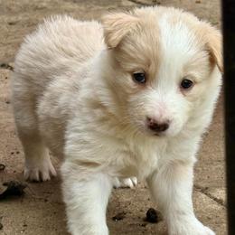 Cheesecake - White and gold female Border Collie puppy in Mckinney, Texas from Border Collies of Ruidoso