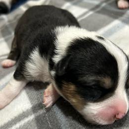 Boy 1 - Black and white male American Corgi puppy in Cocoa, Florida from Cascadian Space Coast Corgis LLC