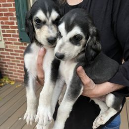 Puppy Boy 2 - Blue and cream male Afghan Hound puppy in Carlisle, Pennsylvania from Winterberry Afghan Hounds