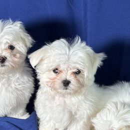 Maltese from Adorable Maltese Puppies