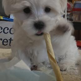 Maltese Puppies from AddaSiDanes