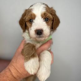 Boy 1 - Red male Bernedoodle puppy in Surprise, Arizona from Huckleberry Doodles