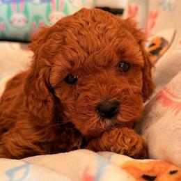 Hershey - Brown female Cavapoo puppy in Dickerson, Maryland from Pawsome Aussie Doodles and Oodles