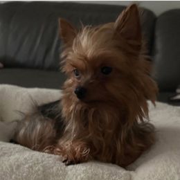  - Yorkshire Terrier