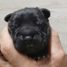 Boy 1 - Black male Cane Corso puppy in Los Lunas, New Mexico from Top Gun Kennels NM