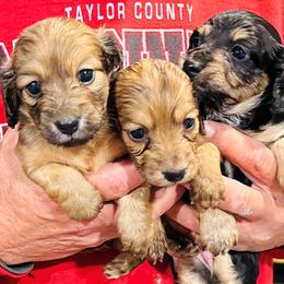 Dachshunds from Kellie Bland