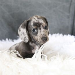 Dachshund and German Shepherd Puppies from Mountain Valley Kennel
