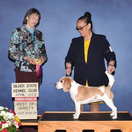 Beagles from Vegas Valle Beagles