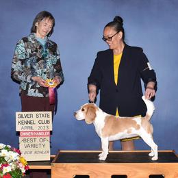 Beagles from Vegas Valle Beagles