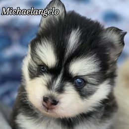 Michaelangelo - Gray and white male Pomsky puppy in Fredericksburg, Virginia from Purely Pomskies