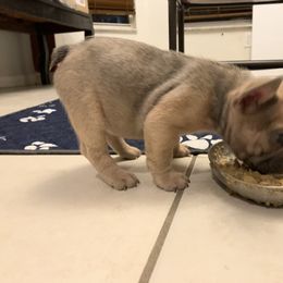 French Bulldog Puppies from Monarchy's Finest French Bulldogs