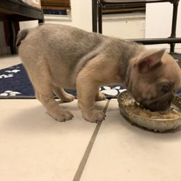 French Bulldog Puppies from Monarchy's Finest French Bulldogs