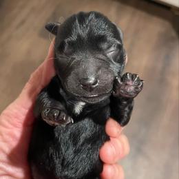 Cecilia - Black female Miniature Schnauzer puppy in Interlachen, Florida from Pam's Schnauzers