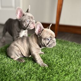 French Bulldog Puppies from Frenchies By Willows Pride