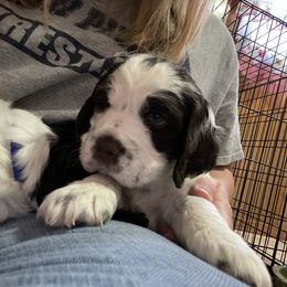 English Springer Spaniel Puppies from Cedar Ridge Kennels